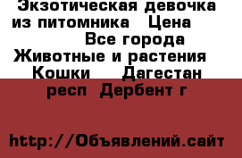 Экзотическая девочка из питомника › Цена ­ 25 000 - Все города Животные и растения » Кошки   . Дагестан респ.,Дербент г.